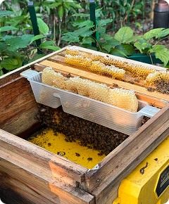 Beekeeping equipment and field observation